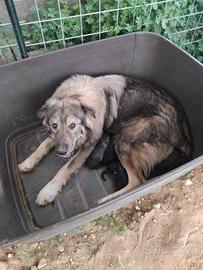 Cuccioli meticci di cane da pastore