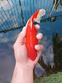 Pesci rossi Carassi selezionati