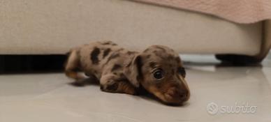 Cuccioli di bassotto arlecchino