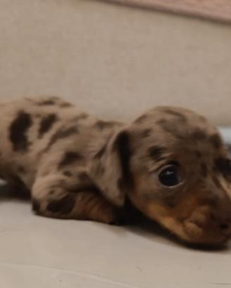 Cuccioli di bassotto arlecchino