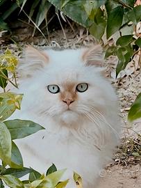 Persiano Gigante Red Point, occhi azzurri