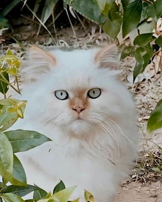 Persiano Gigante Red Point, occhi azzurri