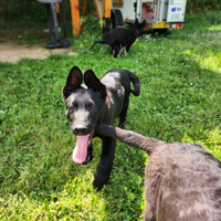 Cuccioli pastore tedesco