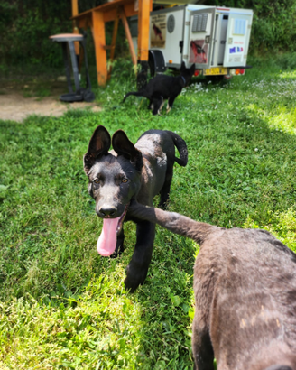 Cuccioli pastore tedesco