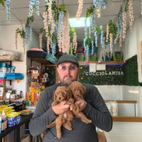 Barboncino mini toy red & Toy anche a rate 2M 2F