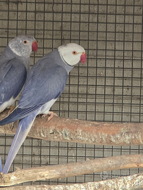 Parrocchetti dal collare