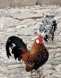 Galletti Bantam