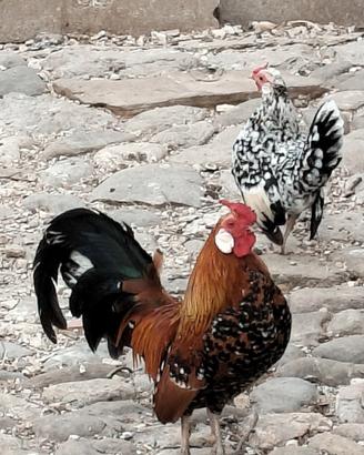 Galletti Bantam