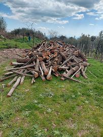 legna di quercia e ulivo 