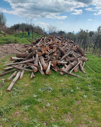 legna di quercia e ulivo 