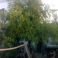 Getti di Giuggiolo da trapiantare