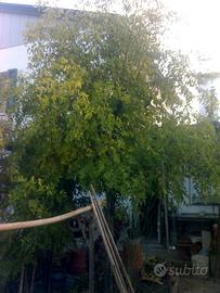 Getti di Giuggiolo da trapiantare