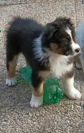 Cucciolo di Pastore Australiano