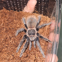 Lasiodora parahybana
