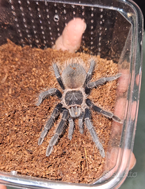 Lasiodora parahybana