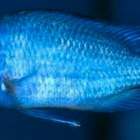 CiclideCyrtocara Moorii (Malawi Blue Dolphin)