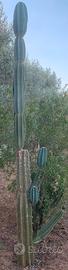 Piante grasse siciliane Cereus jamacaru