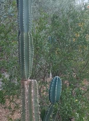 Piante grasse siciliane Cereus jamacaru