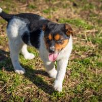 Cuccioli maschi due mesi