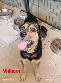Cane cucciolo simil spinoncino