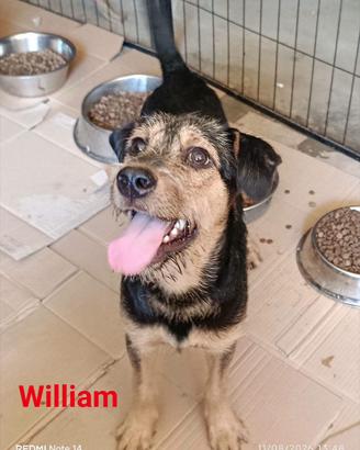 Cane cucciolo simil spinoncino