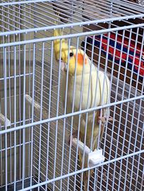 Calopsite di sei mesi docile