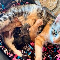 Non più disponibili