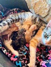 Non più disponibili