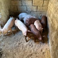 Maiali nati da scrofa