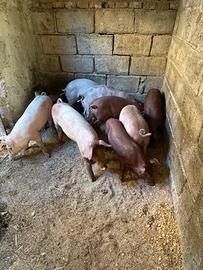 Maiali nati da scrofa