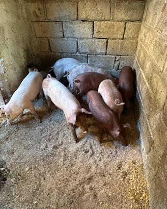 Maiali nati da scrofa