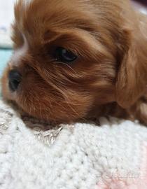 Cavalier king