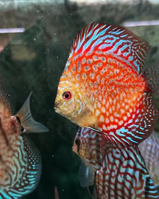 Nuovi Discus