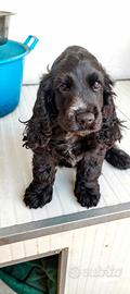 Cocker spaniel Inglese