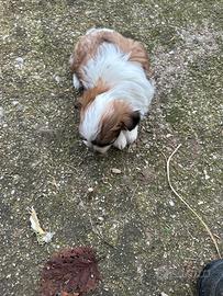 Cane cucciola di taglia piccola