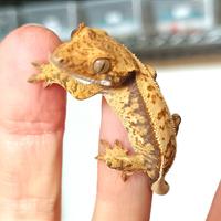 Baby geco Ciliatus Extreme Fullpin