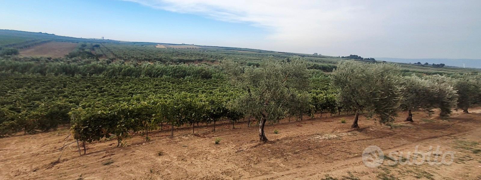 Terreno 12000 mq "Trebbiano" - Vista 4