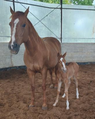 Fattrice Quarter horse gravida