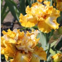 Iris barbato di sorta