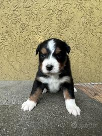 Cuccioli Pastore Australiano