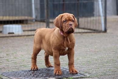 Cucciola Dogue de Bordeaux