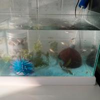 Aquario con guppy e accessori