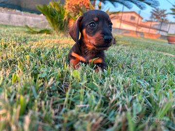 Cuccioli di bassotto kaninchen