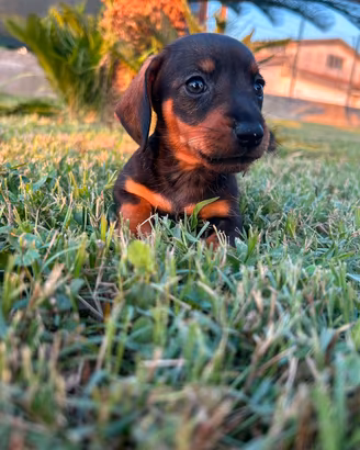 Cuccioli di bassotto kaninchen