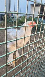 Gallo brahma