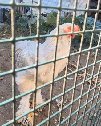 Gallo brahma