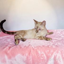 Gatti gattini Bengala Snow e Brown