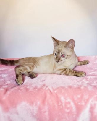 Gatti gattini Bengala Snow e Brown