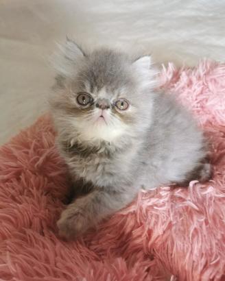 cucciola persiana blu-crema