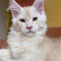 Cucciolo di maine coon red silver ticked